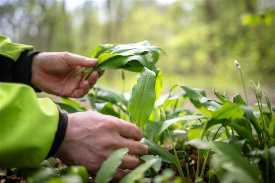 Arbeiter ernten Bärlauch in Öhringen - aber vom falschen Grundstück. (Symbolbild)Sina Schuldt/dpa