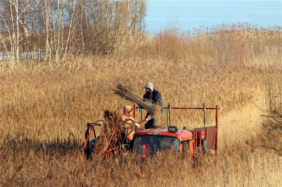 Arne Brandenburg kann seinen Eigenbedarf an Schilfrohr nach eigener Aussage durch die Ernte in etwa selbst decken.Bernd Wüstneck/dpa