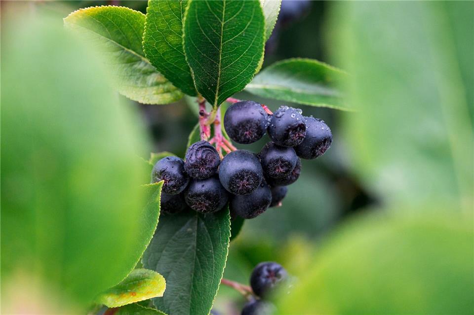 Aroniabeeren gelten als die bedeutendste Strauchbeerenart in Sachsen. (Archivbild)Daniel Vogl/dpa