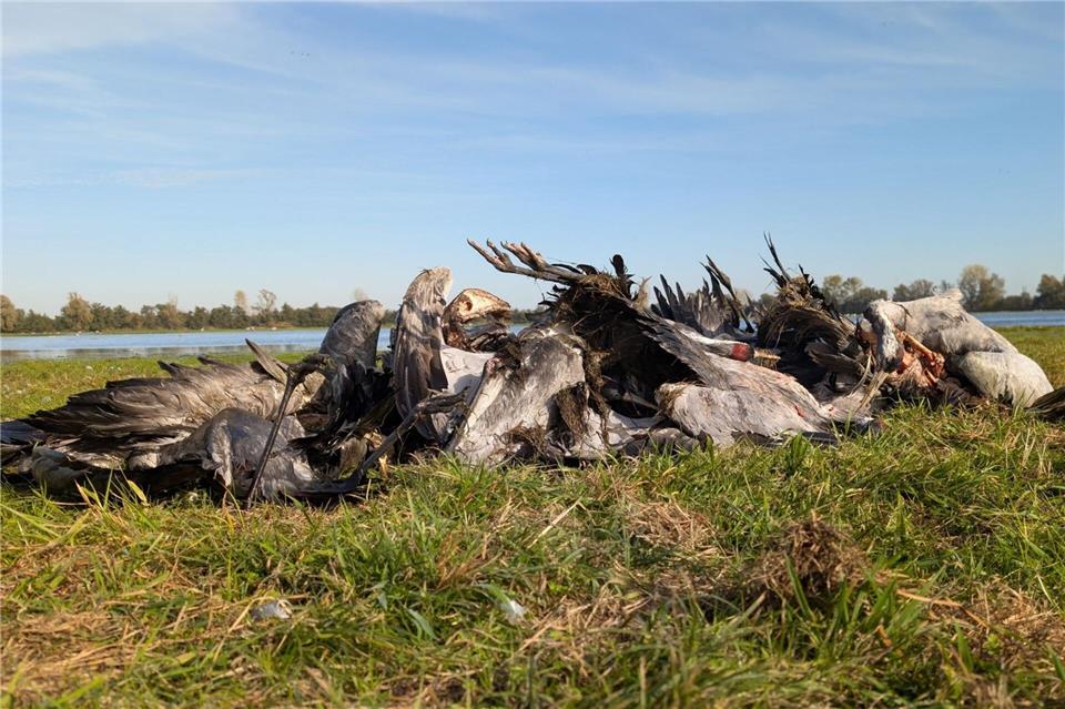 Artenschützer sprechen von einem massenhaften Kranich-Sterben wegen der Vogelgrippe.Nobert Schneeweiß/Artenkompetenzzentrum Rhinluch/dpa