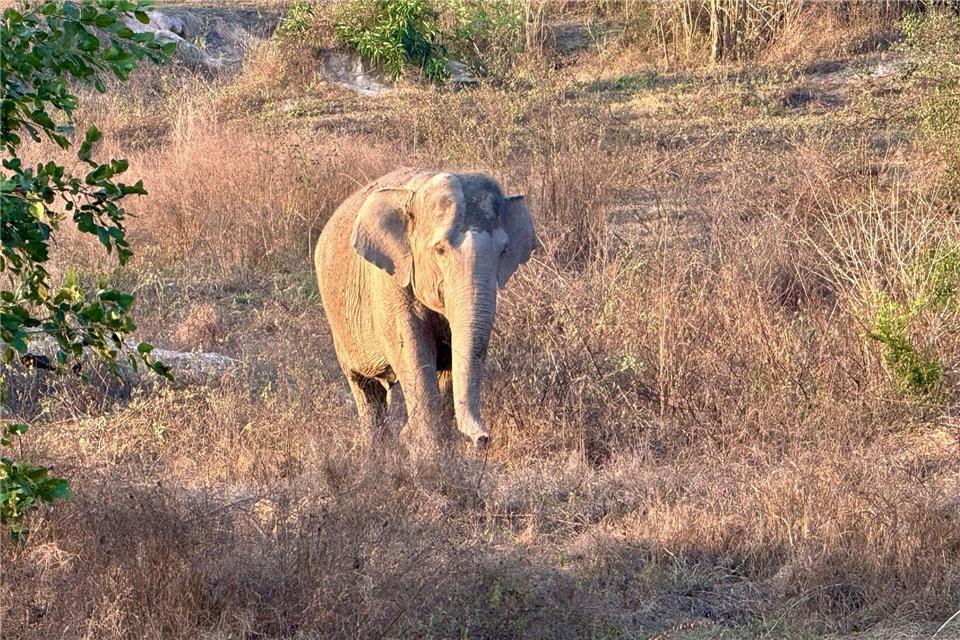 Asiatische Elefanten gelten als stark bedroht. (Archivbild)Carola Frentzen/dpa