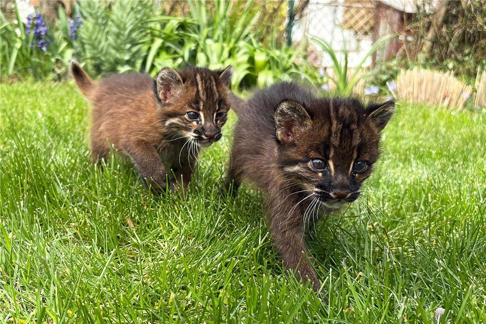 Asiatische Goldkatzen sind in europäischen Zoos seltener als Pandas. (Handout)-/Zoo Heidelberg/dpa