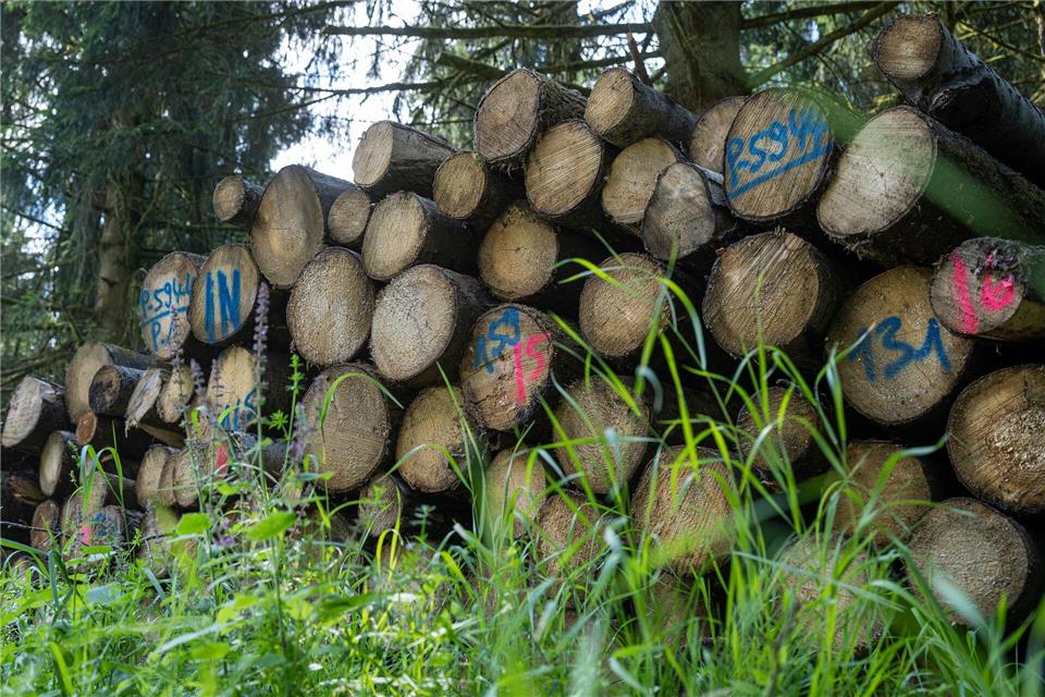 Aspenholz ist weich, hat aber eine gute Festigkeit.Swen Pförtner/dpa