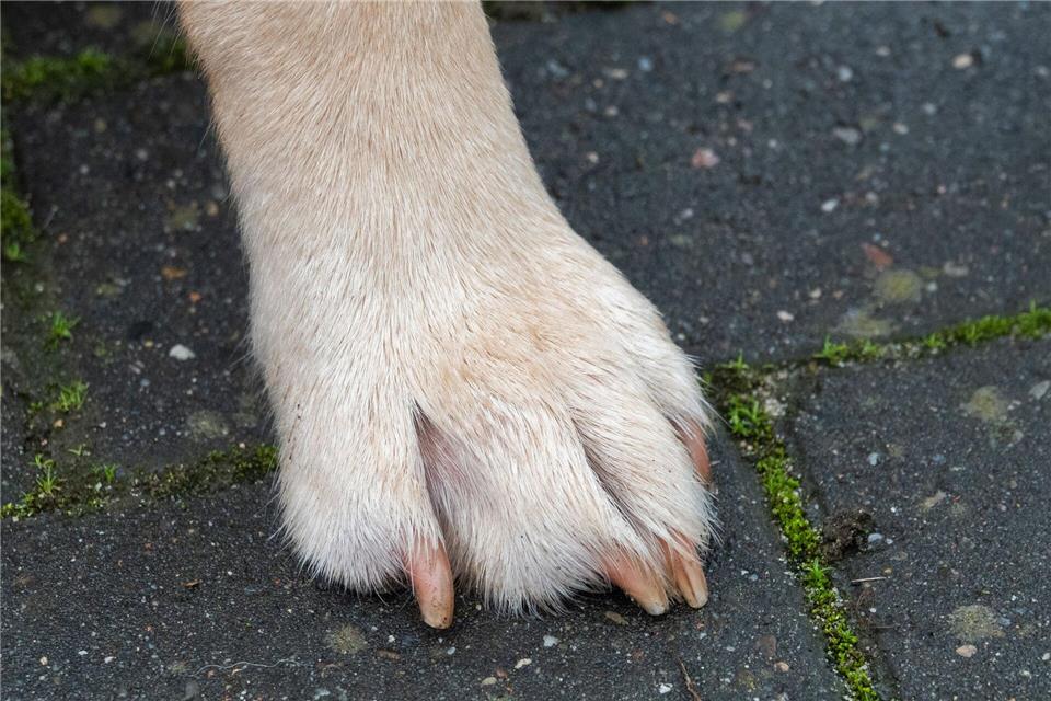 Assistenzhunde haben spezielle Ausweispapiere und Abzeichen. (Symbolbild)Demy Becker/dpa