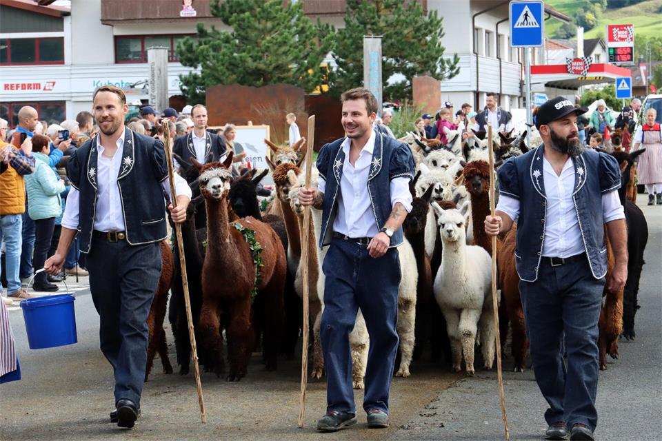 Auch Alpakas sind dabei: Alpabzug in Plaffeien.Verena Wolff/dpa-tmn