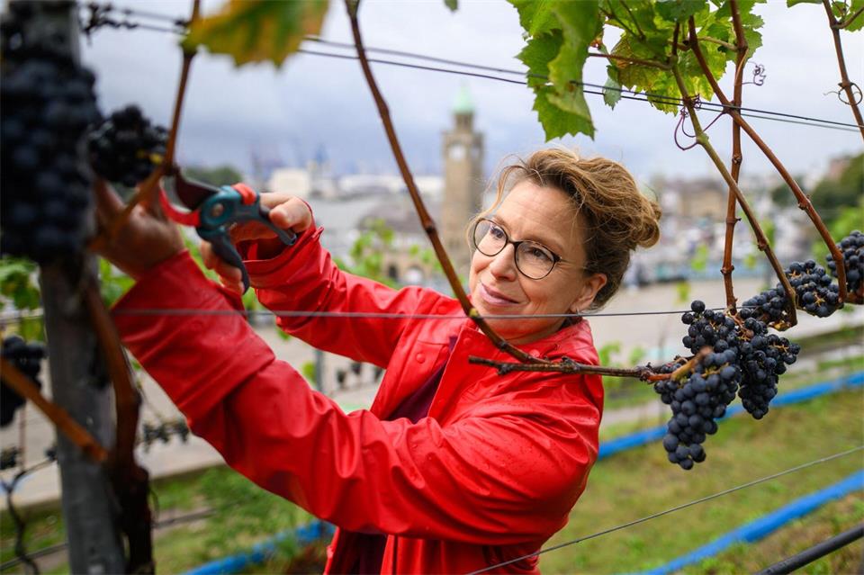 Auch Carola Veit (SPD), Präsidentin der Hamburgischen Bürgerschaft, war bei der Weinlese dabei. Daniel Reinhardt/dpa