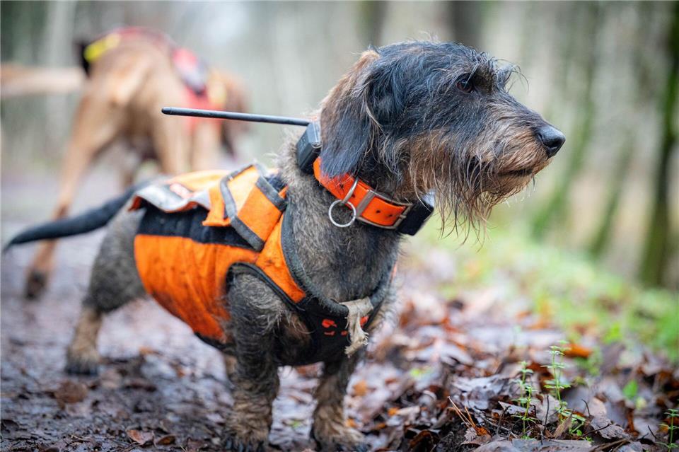 Auch Dackel kommen zum Einsatz. (Archivbild)Sina Schuldt/dpa
