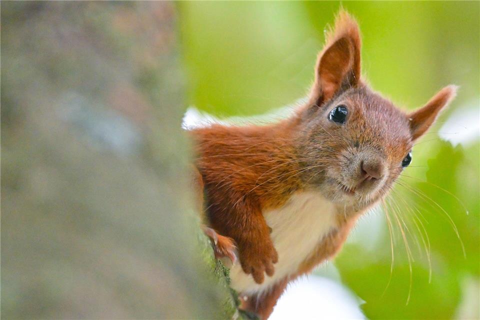 Auch Eichhörnchen sind bei Hitze auf der Suche nach Wasser. (Symbolbild)Patrick Pleul/dpa/dpa-tmn