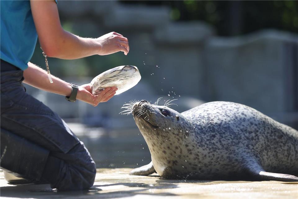 Auch Eisbären erhalten im Rostocker Zoo zur Abkühlung solche Eisbomben.Danny Gohlke/dpa