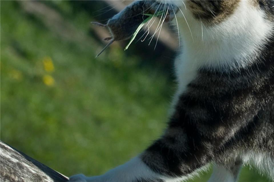 Auch Freigänger-Katzen müssen gelegentlich erbrechen, nachdem sie eine Maus verspeist haben.Franziska Gabbert/dpa-tmn