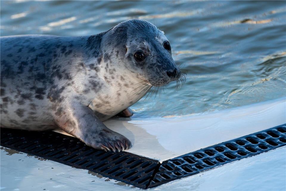 Auch Frötzi wartet noch auf seine Auswilderung.Daniel Bockwoldt/dpa/Daniel Bockwoldt
