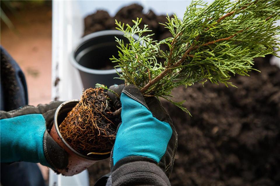Gärtnern im September: Blumenzwiebeln und Gehölze pflanzen Auch Gehölze können im September in die Erde.picture alliance / dpa-tmn