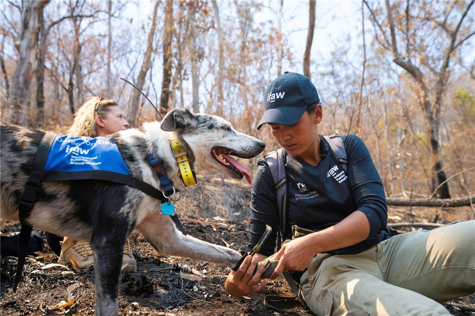 Auch Hunde brauchen bei der Arbeit Schutzkleidung: Bear arbeitete oft mit Hundestiefeln, um seine Pfoten zu schützen. (Archivbild)Tyson Mayr/IFAW/dpa