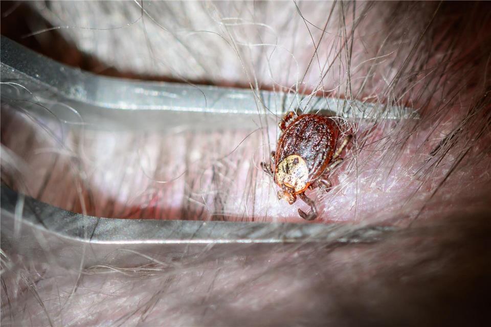 Auch Hunde können nach einem Zeckenbiss an Borreliose oder FSME erkranken. Patrick Pleul/dpa