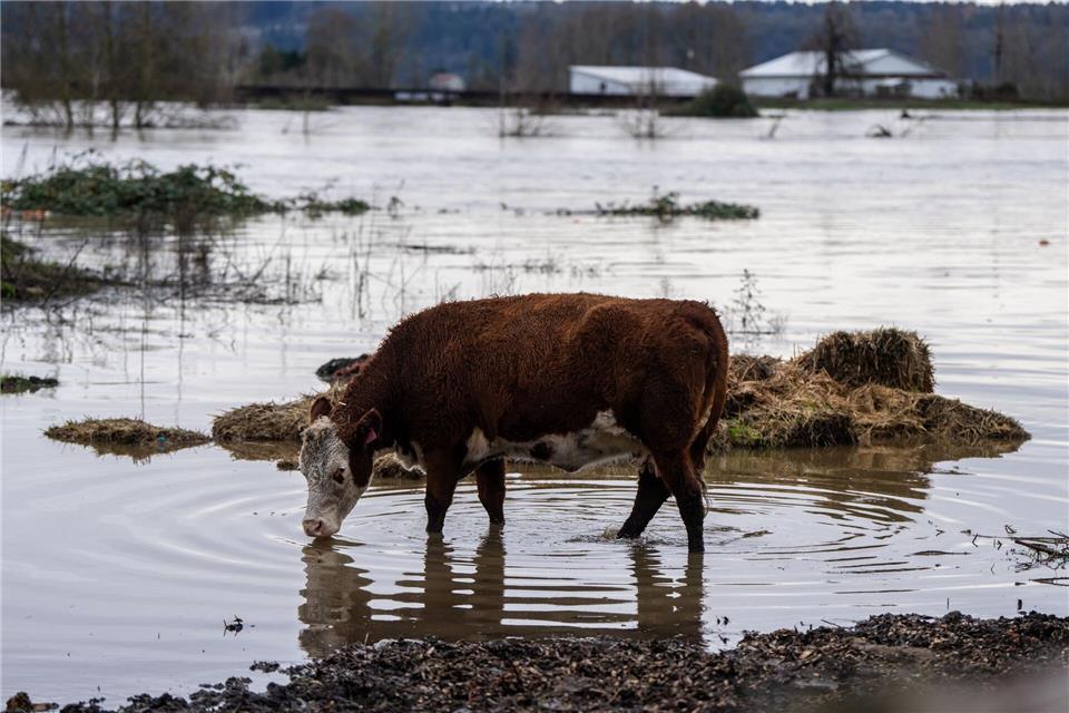 Auch Hunderte Tiere waren vor den Wassermassen in Sicherheit gebracht. Stephen Brashear/AP/dpa