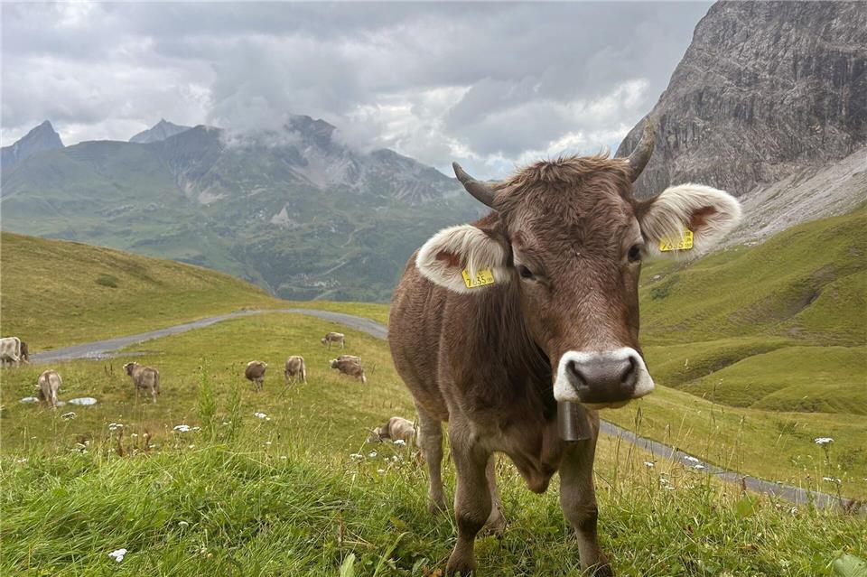 Auch Kühen begegnet man auf dem Arlberg Trail.Friederike Ostermeyer/dpa-tmn