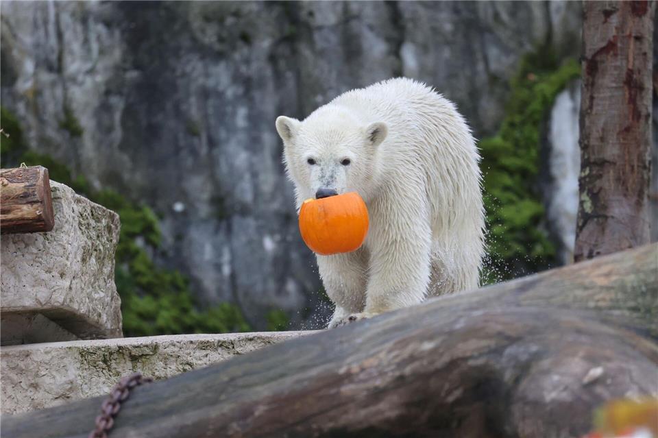 Auch Kürbisse gab es zum Ehrentag. Mehrere Hundert Gäste kamen zur Geburtstagsfeier.Timo Deible/Zoo Karlsruhe  /dpa