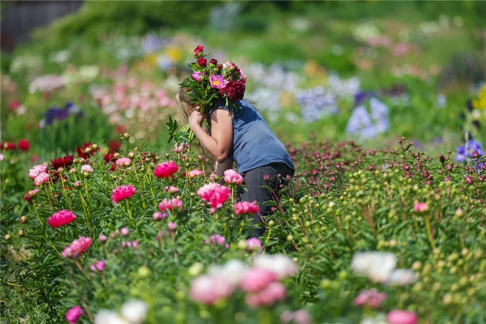 Auch Pfingstrosen gehören zu den allergikerfreundlichen Blumen.picture alliance/dpa