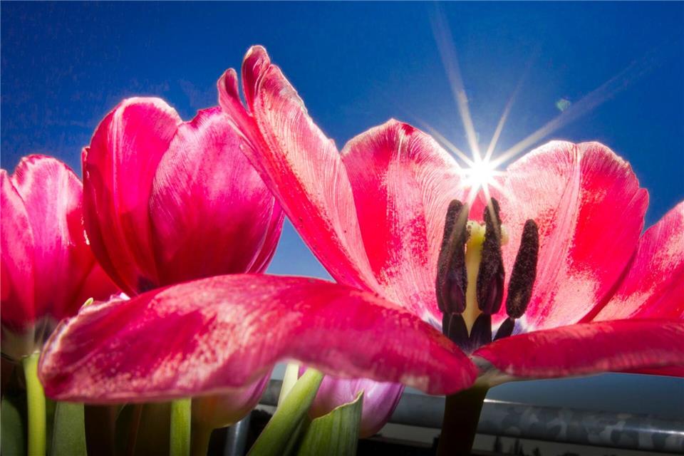 Auch Rehe erfreuen sich an prachtvollen Blüten. (Symbolfoto)Frank Rumpenhorst/dpa/dpa-tmn