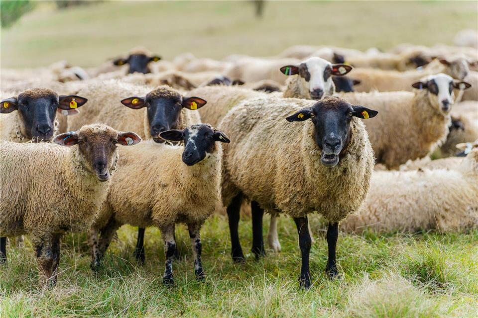 Auch Schafe sollten gegen die Blauzungenkrankheit geimpft werden. Andreas Arnold/dpa