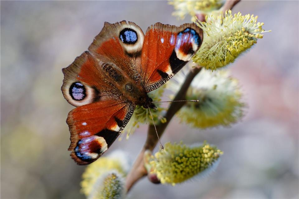 Auch Schmetterlinge erfreuen sich an den Blüten.Uwe Anspach/dpa