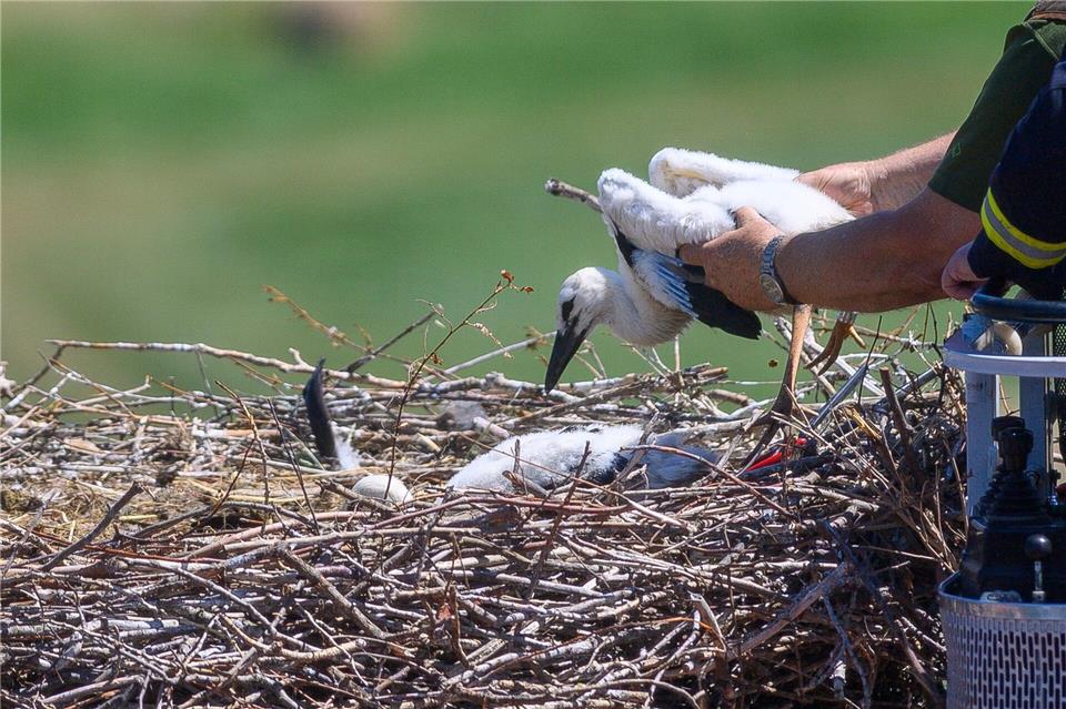 Auch Störche aus Rheinland-Pfalz wurden in diesem Jahr wieder beringt und mit Sendern ausgestattet, um ihr Zugverhalten und ihre Population beobachten zu können. (Symbolbild)  Klaus-Dietmar Gabbert/dpa