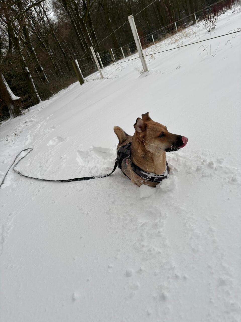 Auch Tiere haben Spaß im Schnee. Luisa Stoffers genießt den Ausflug mit ihrem Hu...