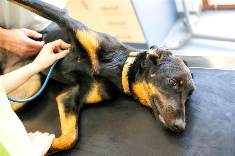 Auch Tiere können Blut spenden. (Symbolbild)Sina Schuldt/dpa