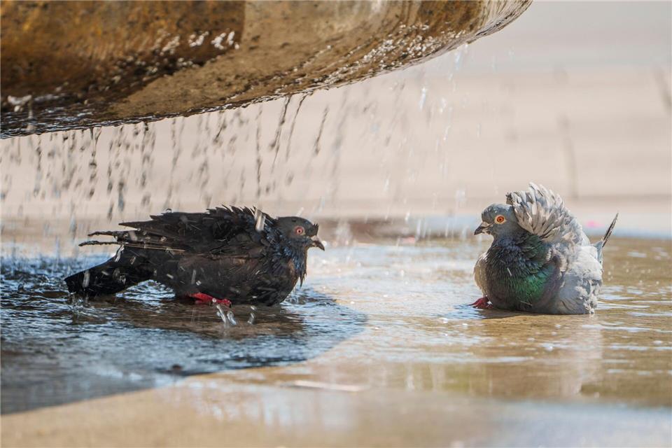 Auch Tiere leider unter der Hitze.Andreas Arnold/dpa
