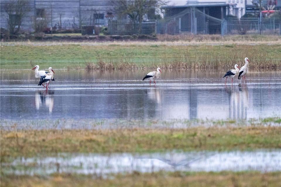 Auch Wiesen und Felder stehen unter Wasser. Pia Bayer/dpa
