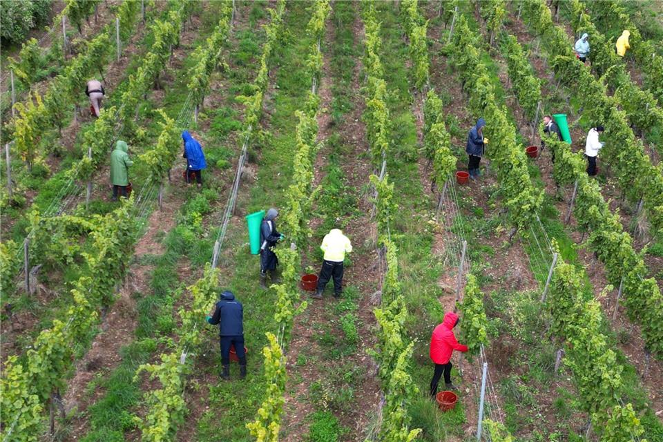 Turbo-Weinernte – Riesling-Ertrag unter dem Durchschnitt Auch Winzer im Rheingau setzen bei der Weinlese Erntehelfer ein.Arne Dedert/dpa