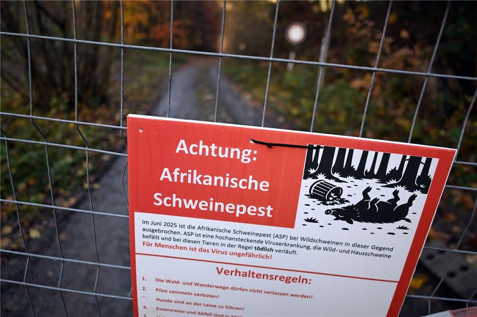 Auch Zäune sollen helfen, die Ausbreitung der Schweinepest im Sauerland zu verhindern. (Archivbild)Federico Gambarini/dpa