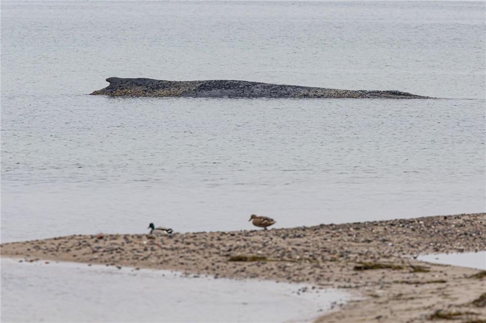 Auch am Morgen lag der Wal auf der Sandbank vor Niendorf. Ulrich Perrey/dpa