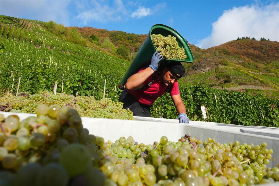 Auch am steilen Bremm läuft die Riesling-Lese.Thomas Frey/dpa