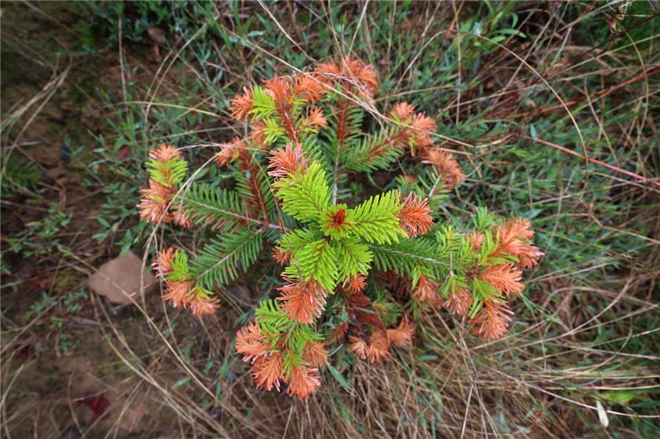 Auch an Christbäumen gehen die negativen Folgen von Hitze, Trockenheit und Klimawandel nicht spurlos vorbei. (Illustration)Karl-Josef Hildenbrand/dpa