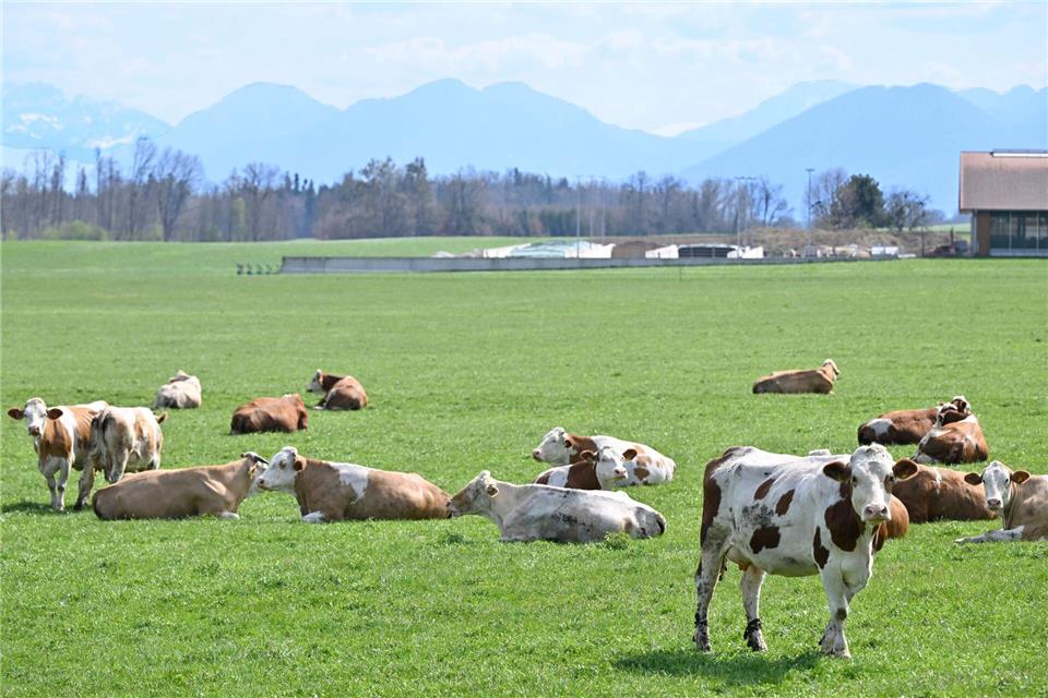 Auch auf Bayerns Weiden werden Rinder seltener. Das „Alpenfleckvieh“ - so der offizielle Name - ist ein sogenanntes Doppelnutzungsrind, das sowohl für Fleisch- als auch Milchproduktion gezüchtet wird. Die in Norddeutschland üblichen schwarz-bunten Holsteinrinder hingegen sind Milchkühe. (Symbolbild)Uwe Lein/dpa