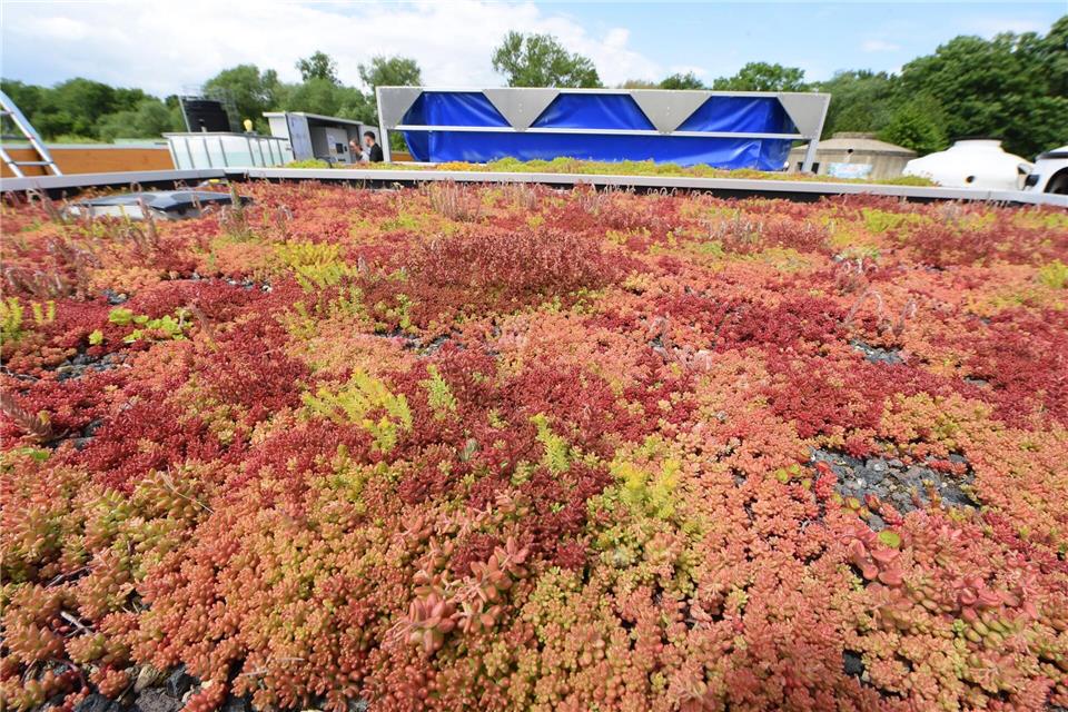 Auch begrünte Dächer können zu natürlichem Wasserrückhalt beitragen. (Symbolbild)Waltraud Grubitzsch/dpa