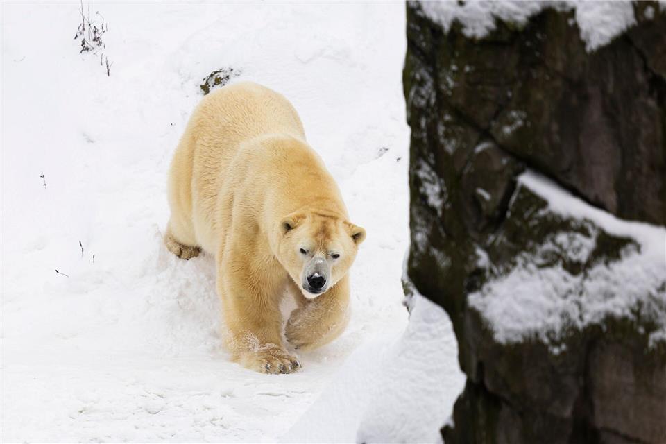 Auch bei Sturm und Schnee fühlen sich die Eisbären im Freien wohl.Michael Matthey/dpa