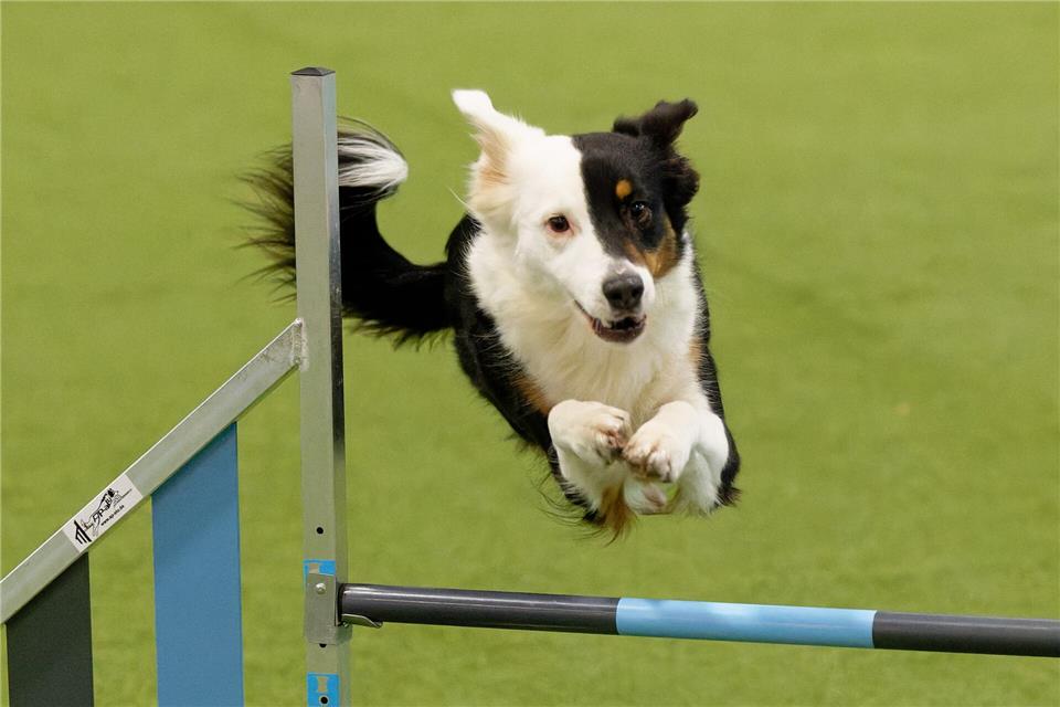Hunden und Pferden gehört Bühne - Wettbewerb im Dog Dancing  Auch bei der diesjährigen Messe „Hund und Pferd“ soll es wieder viele Shows und Turniere geben. (Archivbild)Henning Kaiser/dpa