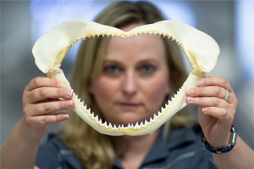 Auch das beschlagnahmte Gebiss eines Hais zeigt die Zöllnerin.Boris Roessler/dpa