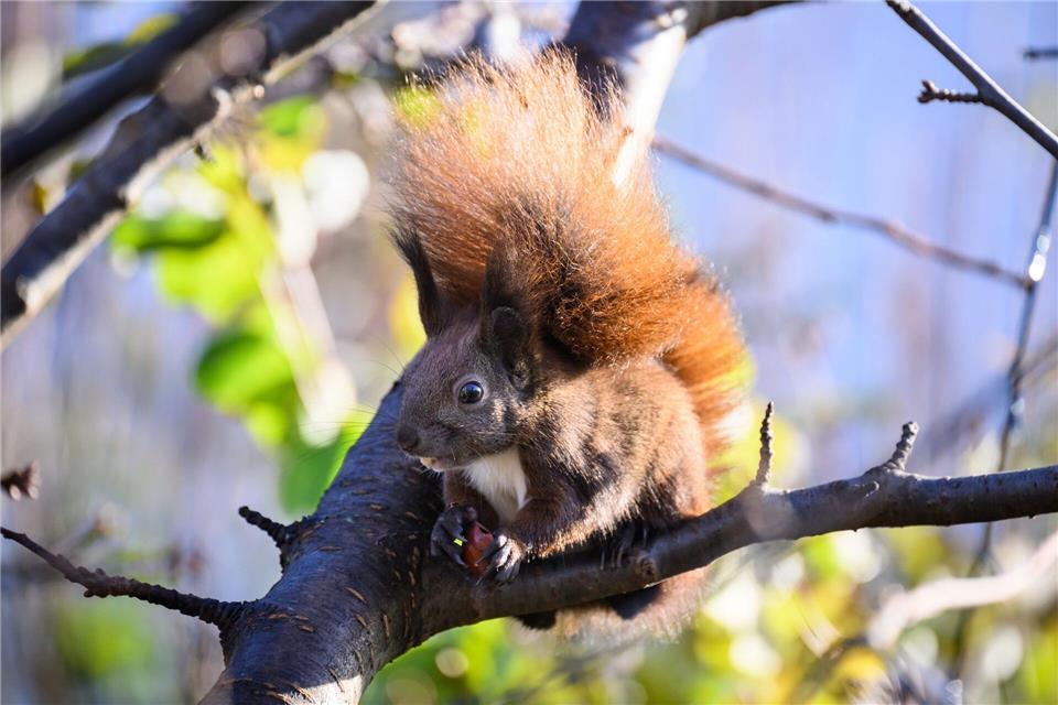 Auch das ein oder andere Eichhörnchen dürften Teilnehmer auf einer der vielen Touren entdecken. (Symbolbild)Bernd von Jutrczenka/dpa