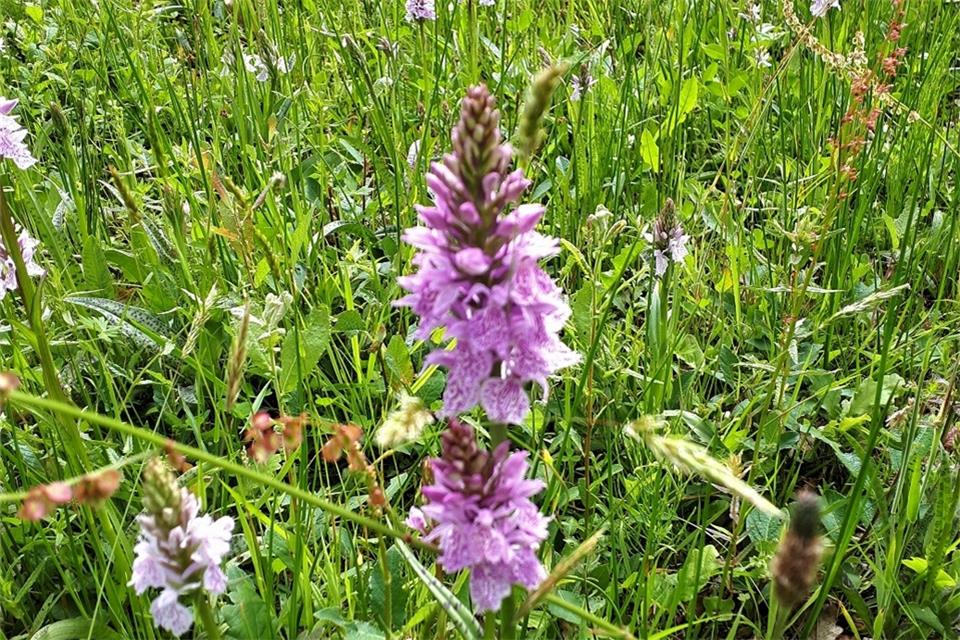Auch dem gefleckten Knabenkraut werden die Teilnehmer der Radtour in den Achterhoek begegnen.