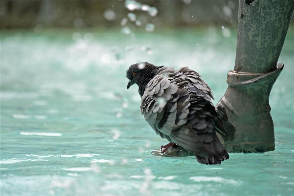 Auch der Fischbrunnen am Marienplatz in der Innenstadt soll abgeschaltet werden. (Archivbild)Malin Wunderlich/dpa
