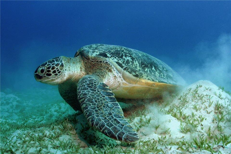 Auch die Grünen Meeresschildkröten gehören WWF zufolge zu den Gewinnern des Jahres.Philipp Kanstinger/WWF  /dpa