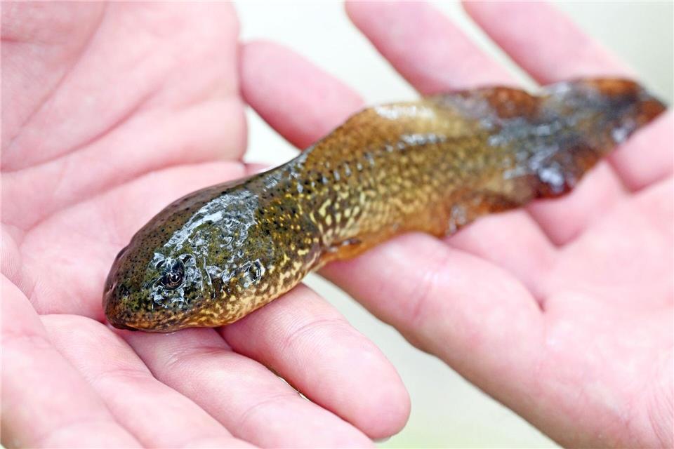 Auch die Kaulquappen der Ochsenfrösche haben XXL-Format. (Archivbild)Uli Deck/dpa