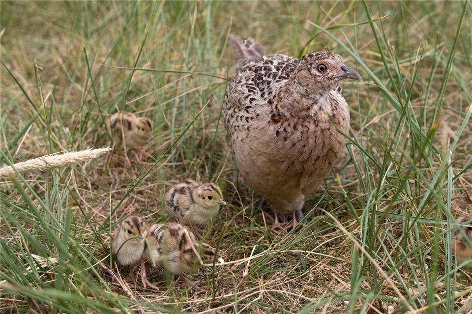 Auch die Küken von Fasanen benötigen dringend tierisches Eiweiß. Wenn es zu wenig Insekten gibt, kann dies zu einer chronischen Unterernährung führen. (Symbolbild) picture alliance / dpa