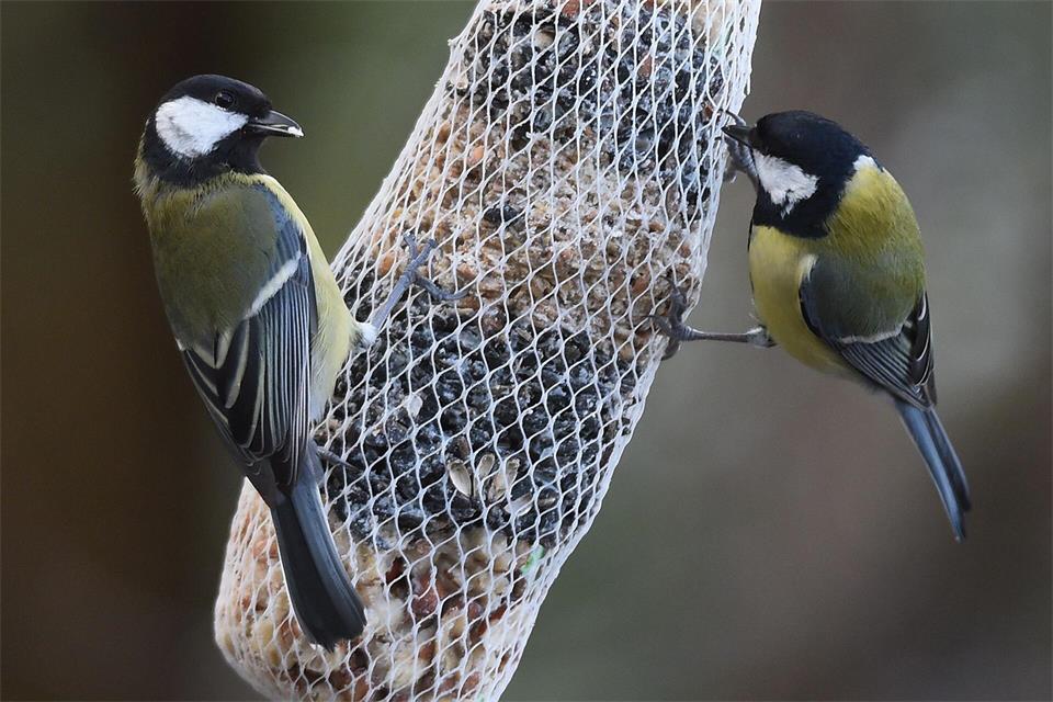 Auch die Meisen im Garten gehören zu den Zugvögeln, reisen aber nur Kurzstrecke. (Archivbild)Holger Hollemann/dpa