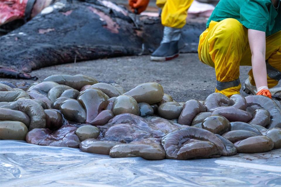 Auch die Organe des Wals wurden untersucht.Stefan Sauer/dpa
