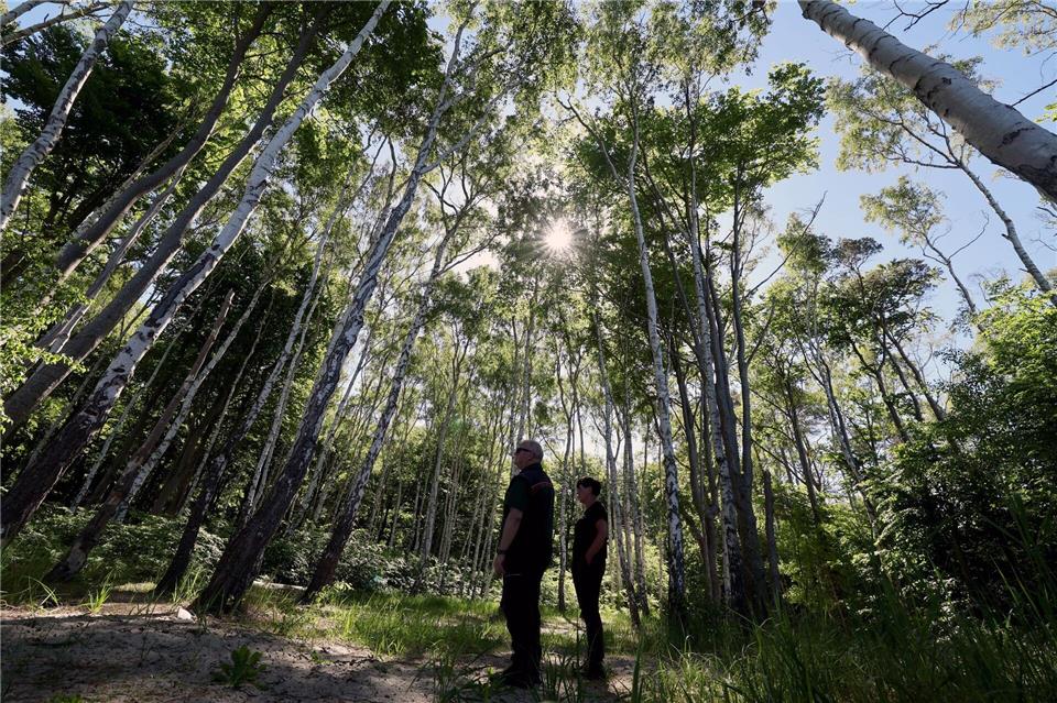 Auch die Rostocker Heide ist ein Exkursionsziel bei der Forstvereinstagung.Bernd Wüstneck/dpa