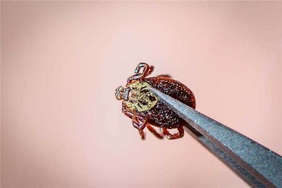 Auch die Schafzecke breitet sich zunehmend in Hessen aus. (Archivbild)Patrick Pleul/dpa